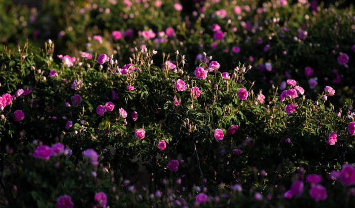  السعودية.. مزارع الورد في «الطائف»  تنتج 550 مليون وردة سنوياً